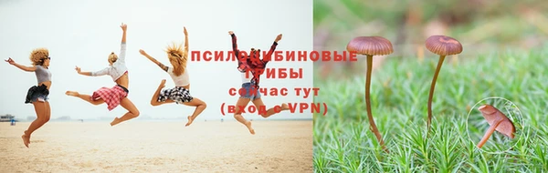 индика Богородицк